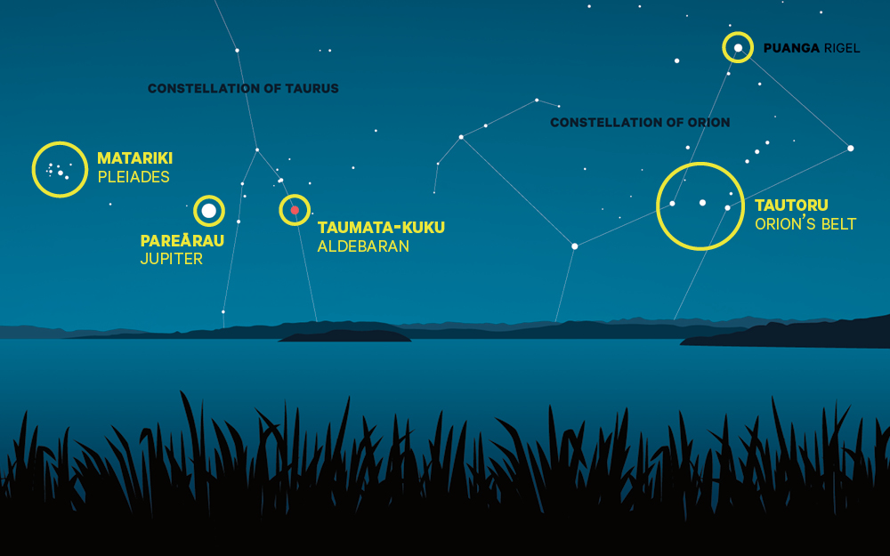 A graphic showing the stars and constellations, featuring Matariki, Pareārau, Taumata-kuku, Tautoru, and Puanga